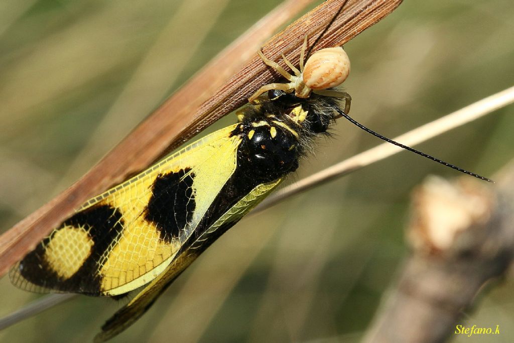 Runcinia grammica con preda (Libelloides) - Padriciano (TS)